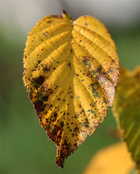 Sweet Birch | Shade Tree Farm