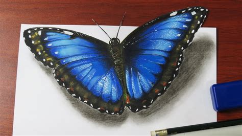 Realistic Butterfly Drawing