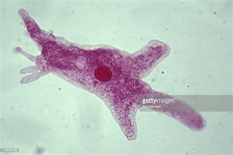 Amoeba proteus Diagram | Quizlet