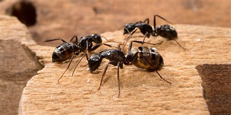 Advice for Carpenter Ant Infestation - Hole-In-One Pest Solutions