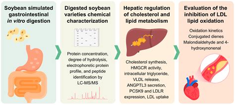 Antioxidants | Free Full-Text | Selected Soybean Varieties Regulate Hepatic LDL-Cholesterol ...