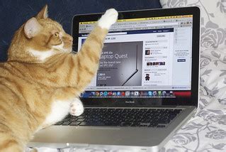 Cats & Gadgets | Melinda Seckington | Flickr