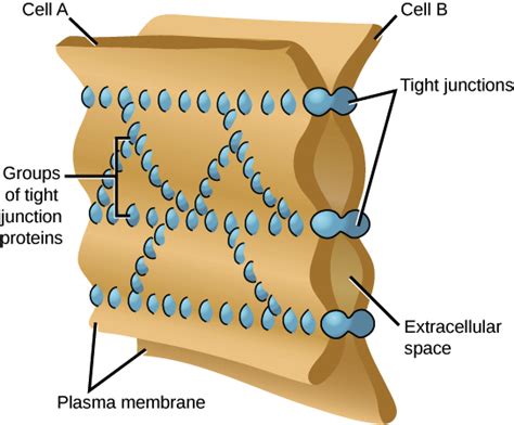 😊 3 types of cell junctions. Cell. 2019-01-28