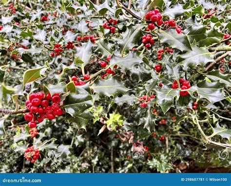 Holly Bush with Red Berries Stock Image - Image of green, bush: 298607781