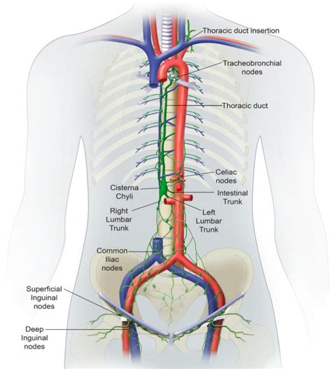 Interventional radiology in the management of thoracic duct injuries ...