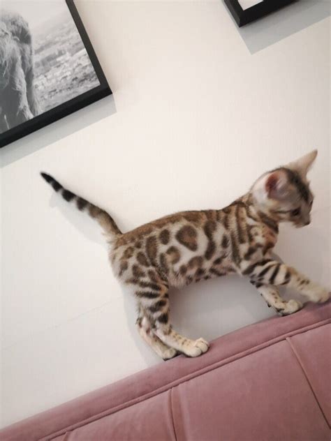 Beautiful Sepia Bengal kitten | in Romford, London | Gumtree