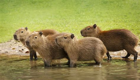 Baby Capybara: 10 Cute Pictures and 10 Amazing Facts - A-Z Animals