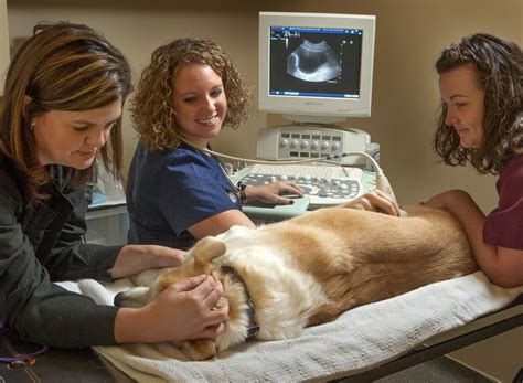 Ultrasound: Noninvasive Imaging in Pets | Upstate Vet