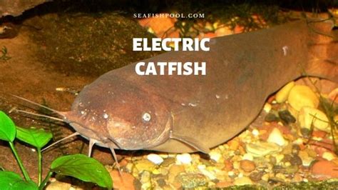 Electric Catfish - Profile | Traits | Size | Care | Facts | Voltage - SeaFish