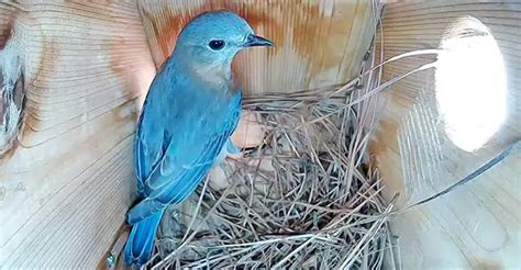 Eastern Bluebird Nesting Habits: Exploring the Process - The Worlds ...