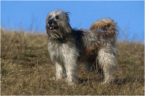 Pyrenean Shepherd - Facts, Pictures, Breeders, Shedding, Diet, Price | Animals Breeds