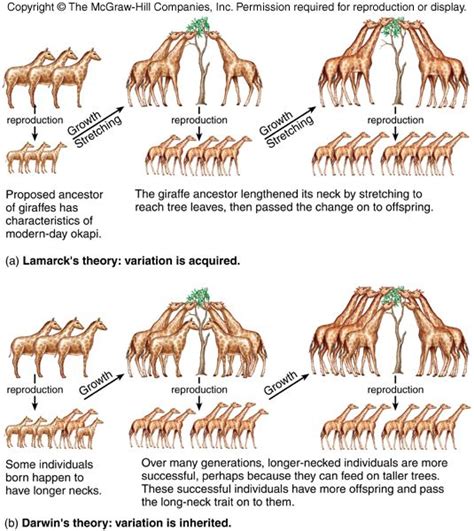 How Did Darwin Explain the Differences in Traits