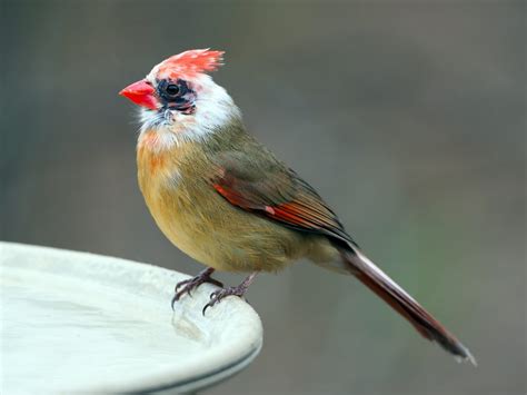 Leucistic Female Northern Cardinal - FeederWatch