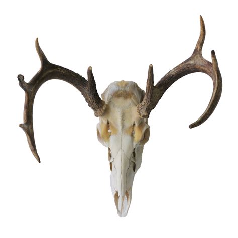 Whitetail Deer Antlers - Taxidermy Mounts for Sale and Taxidermy Trophies for Sale!