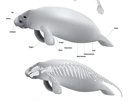 Manatee Anatomy | Work in progress | Alyx J | Flickr