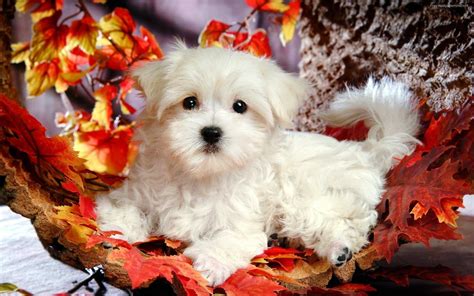 Cute Puppy Wallpaper - NawPic