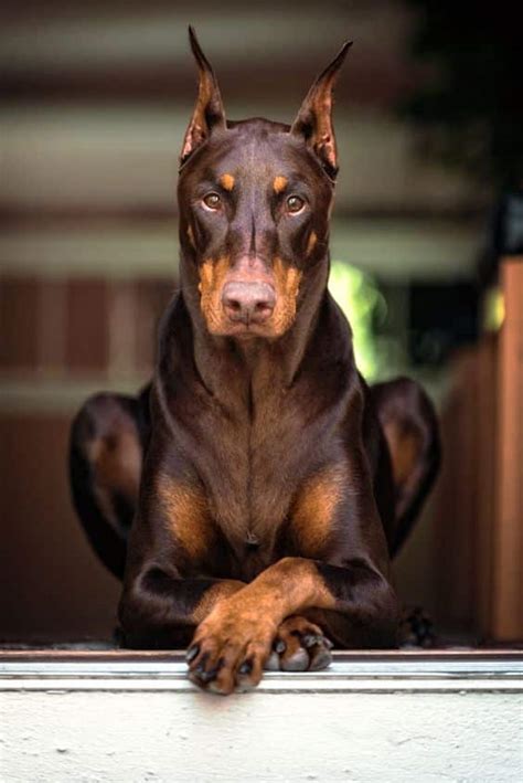 Doberman Pinscher - Temperament & Personality - Inside Dogs World