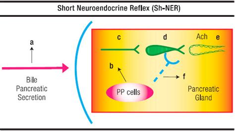 Pancreatic polypeptide: a review of its involvement in neuro-endocrine ...