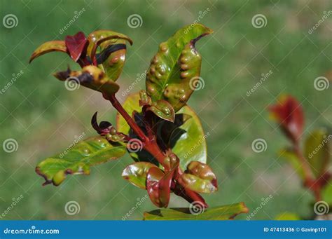 Syzygium Australe Plant with Psyllid Egg Infestation Stock Photo ...