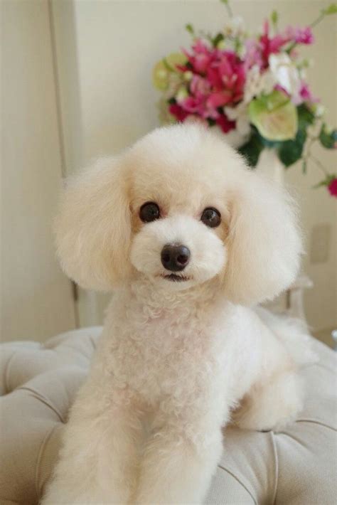 poodle | Toy poodle haircut, Poodle hair, Poodle haircut