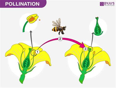 Pin by Vasumi Bishnoi on pollination | Parts of a flower, Pollination ...