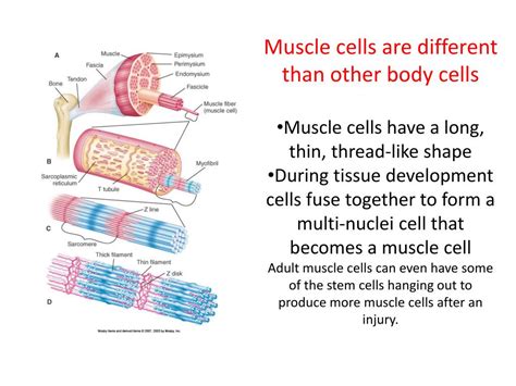 Skeletal Muscle Cell