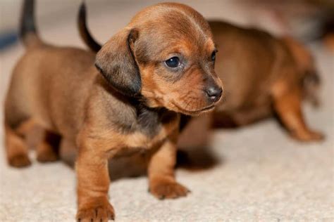 Top 11 Most Popular Small Dog Breeds In The World | Pets4Good - Best Pets Blog Online