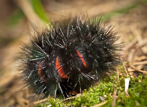 Giant Leopard Moth Caterpillar - Curled | Giant Leopard Moth… | Flickr