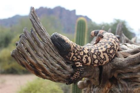 Arizona Wildlife | Arizona State Parks