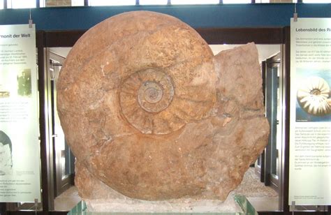 What Is The Largest Ammonite Ever Found? - FossilEra.com