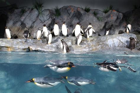 Saint Louis Zoo: St. Louis Attractions Review - 10Best Experts and Tourist Reviews