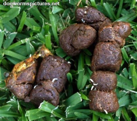 Your Dog’s Poop Tells a Tale – Piney Mountain Foster Care