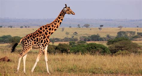 How the giraffe got its long neck | Science News