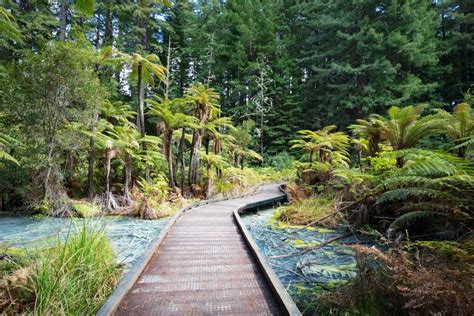 Redwoods Forest, Rotorua (2024) - Images, Timings | Holidify