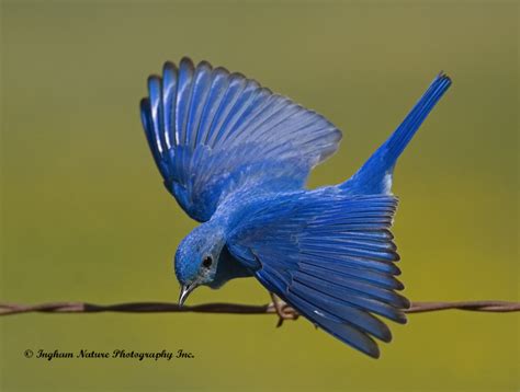 Ingham Nature Photography Inc. | "BLUEBIRD FANTASY" - Mountain Bluebird (Male)