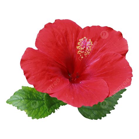 Red Hibiscus Flower Clipart | Best Flower Site