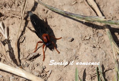 Sensicalnonsense: More animals in the Moroccan desert