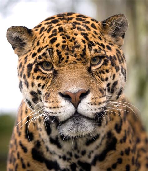 Amazona Zoo in Cromer, Norfolk, is one of the county’s most unique and ...