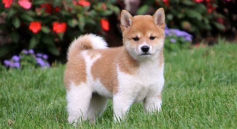 Shiba Inu.Meet Beauty a Puppy for Adoption.