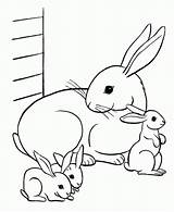 Free Printable Rabbit Coloring Pages For Kids sketch template