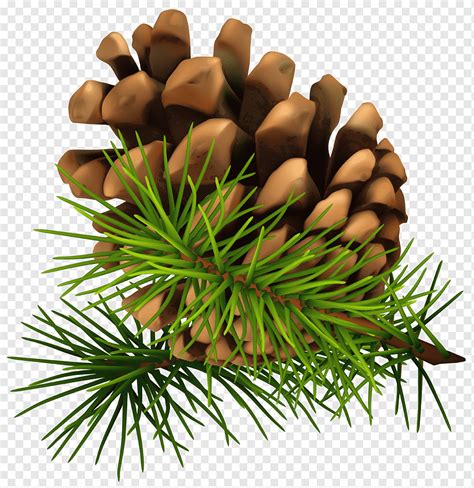 Conifer cone Pine, Pine Cone, grass, christmas Decoration, christmas Card png | PNGWing