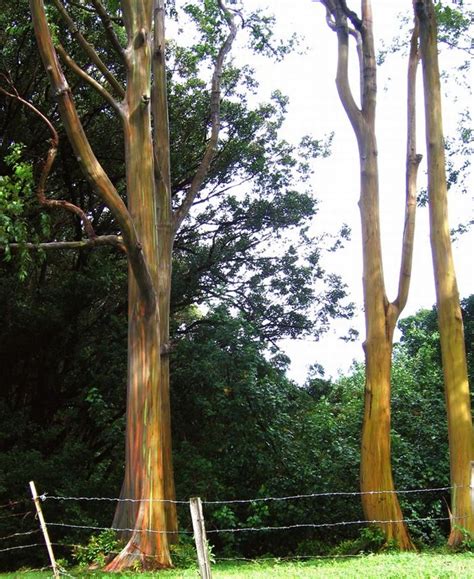 Rainbow Eucalyptus Tree - 07 Pics+Video | Curious, Funny Photos / Pictures