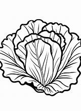 13 Lettuce Coloring Pages For Kids  ShadeMaze sketch template