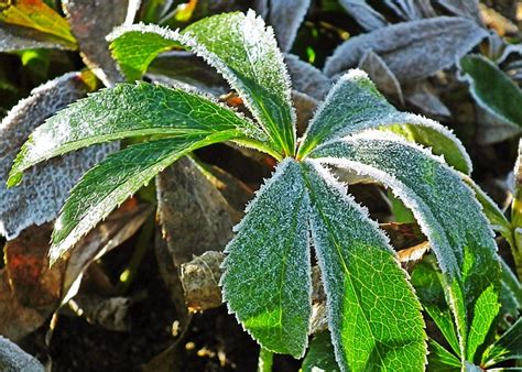 Freeze Warning Tips for Protecting Plants in Cold Weather