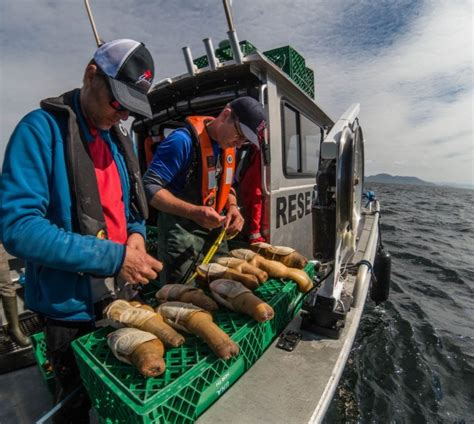 About – Geoduck