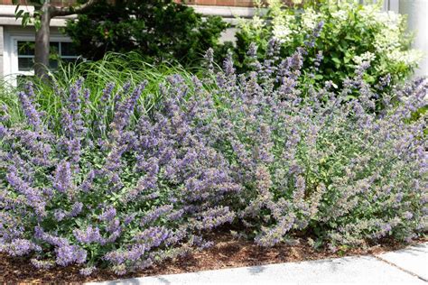 Catmint Plant Varieties