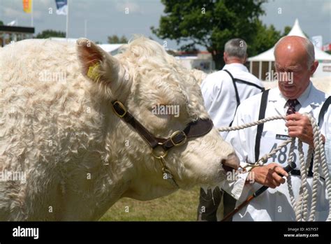 Charolais Bull Royal Show Stoneleigh Warwicks Stock Photo - Alamy