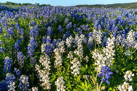 The Texas State Flower: Bluebonnet