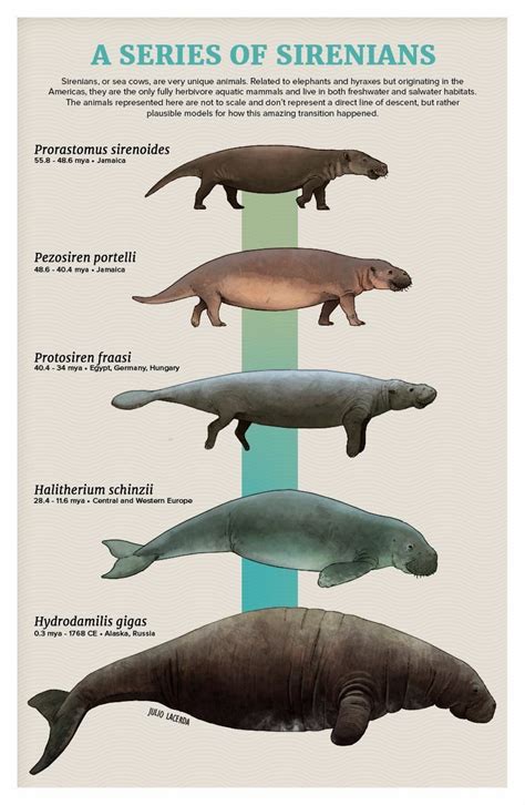 Dugong Vs Manatee Vs Sea Cow