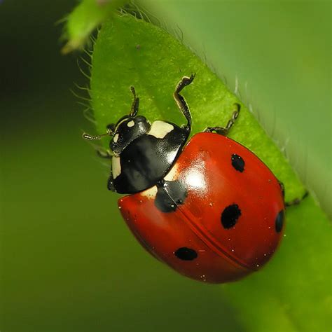 Spring Bug Guide - Absolute Pest Control - Tennessee, Smyrna, Nashville